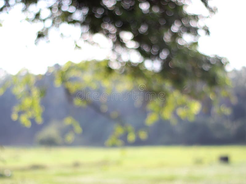 Красивая природа bokeh расплывчатая фон стоковая фотография rf