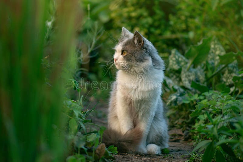 Красивая седая кошка, лежащая во дворе в зелёной траве. кошка гуляет по зелёной траве стоковая фотография Красивая седая кошка, лежащая во дворе в зелёной траве. кошка гуляет по зелёной траве стоковая фотография