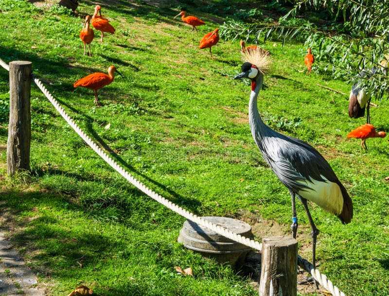Красивая серая птица крана с желтыми волосами вихора и красными птицами ibis шарлаха на заднем плане стоковые фотографии rf Красивая серая птица крана с желтыми волосами вихора и красными птицами ibis шарлаха на заднем плане стоковые фотографии rf