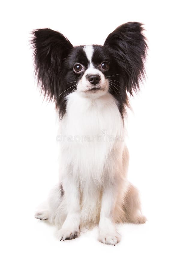 Beautiful small papillon dog with large black ears sitting on isolated white background. Beautiful small papillon dog with large black ears sitting on isolated white background