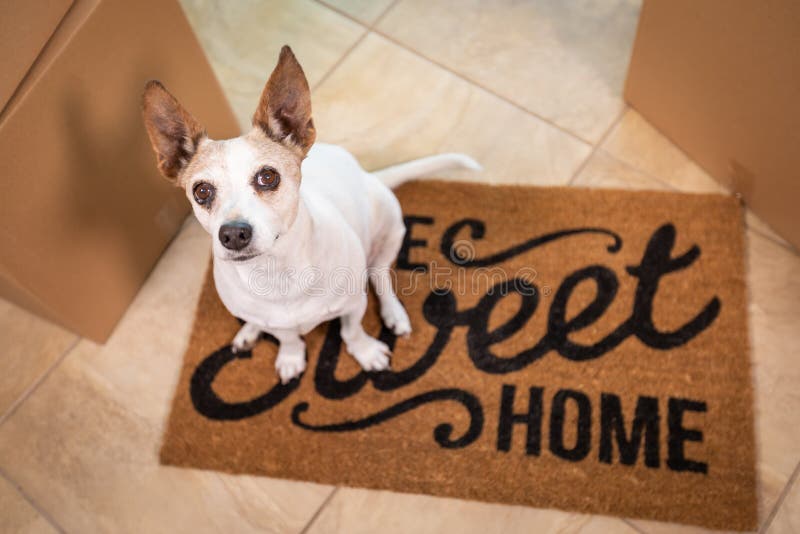 Cute Dog Sitting on Home Sweet Home Welcome Mat on Floor Near Boxes. Cute Dog Sitting on Home Sweet Home Welcome Mat on Floor Near Boxes.