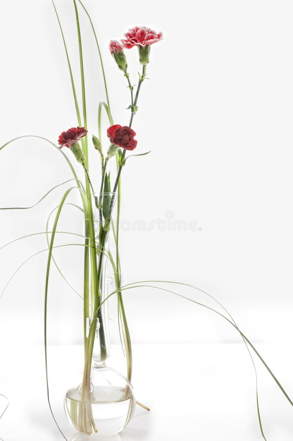 красивейшая весна гиацинта цветка цвета Стоковое Изображение ...