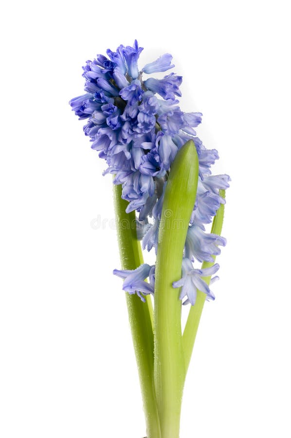 красивейшая весна гиацинта цветка цвета Стоковое Изображение ...