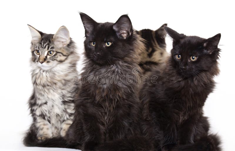 Kittens on white background, Maine Coon. Kittens on white background, Maine Coon