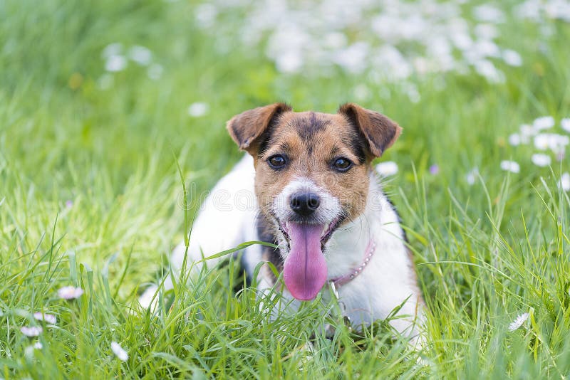 Terrier Jack Рассела стоковая фотография Terrier Jack Рассела стоковая фотография