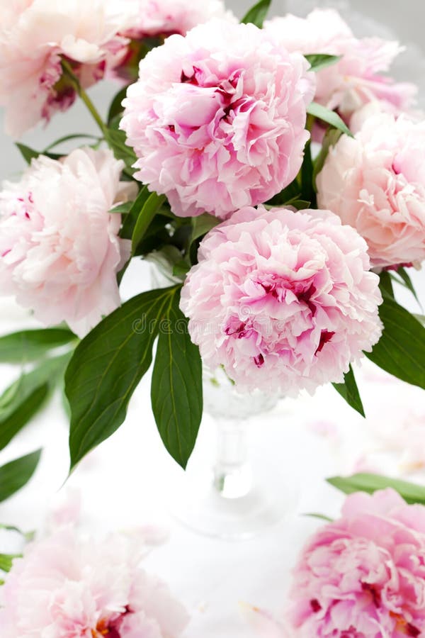 красивейший пинк peony стоковая фотография красивейший пинк peony стоковая фотография