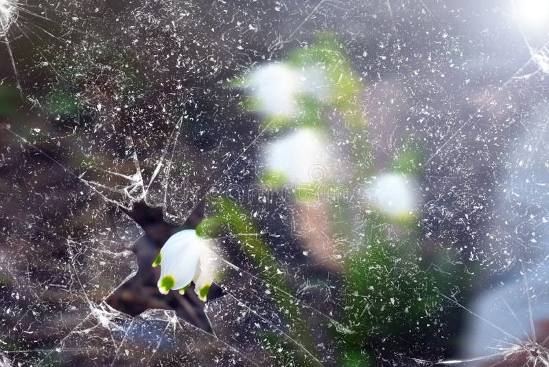 Красивое Snowdrops за сломленным стеклом стоковое фото