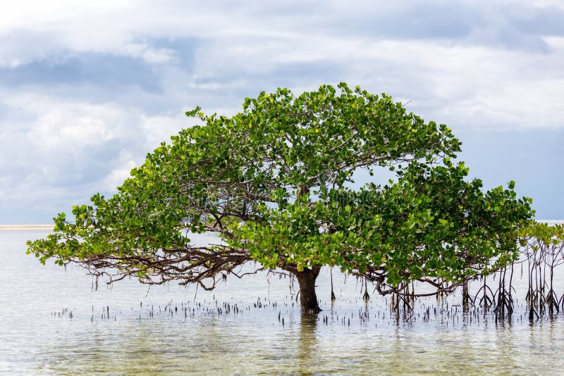 Красивое дерево мангровы растя дальше