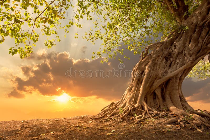 Красивое дерево на апельсине захода солнца живом с космосом бесплатной копии