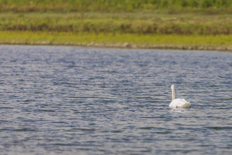 Красивое заднее изображение плавания лебедя на спокойной воде с зеленой предпосылкой стоковое изображение Красивое заднее изображение плавания лебедя на спокойной воде с зеленой предпосылкой стоковое изображение