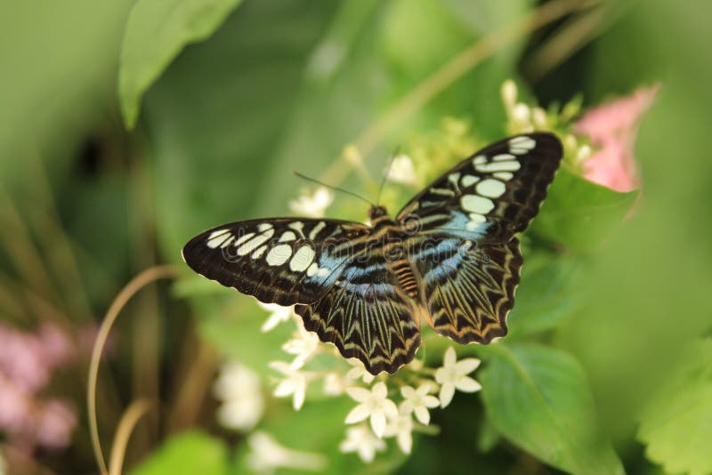 Красивое изображение Parthenos sylvia, бабочки клипера стоковая фотография Красивое изображение Parthenos sylvia, бабочки клипера стоковая фотография