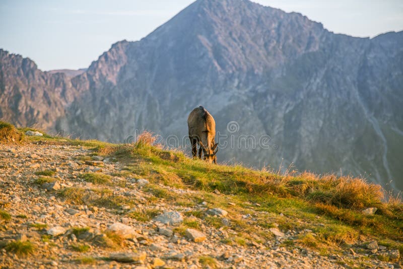 Красивое, любознательное одичалое шамуа пася на наклонах гор Tatra Дикое животное в ландшафте горы стоковое фото rf Красивое, любознательное одичалое шамуа пася на наклонах гор Tatra Дикое животное в ландшафте горы стоковое фото rf