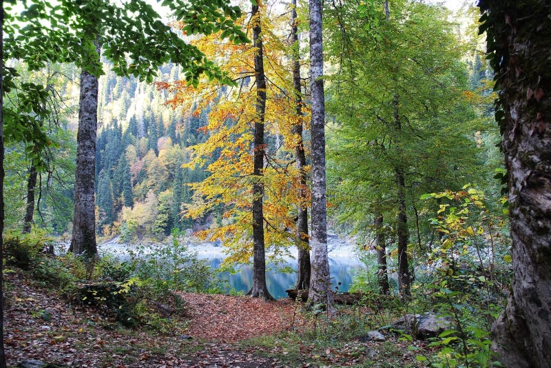 Красивое озеро окруженное горами и лесами в осени Малайя Ritsa, абхазия стоковое фото rf Красивое озеро окруженное горами и лесами в осени Малайя Ritsa, абхазия стоковое фото rf