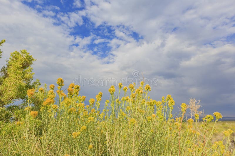 Красивое резиновое цветение цветка желтого цвета rabbitbrush в лете стоковое изображение rf Красивое резиновое цветение цветка желтого цвета rabbitbrush в лете стоковое изображение rf