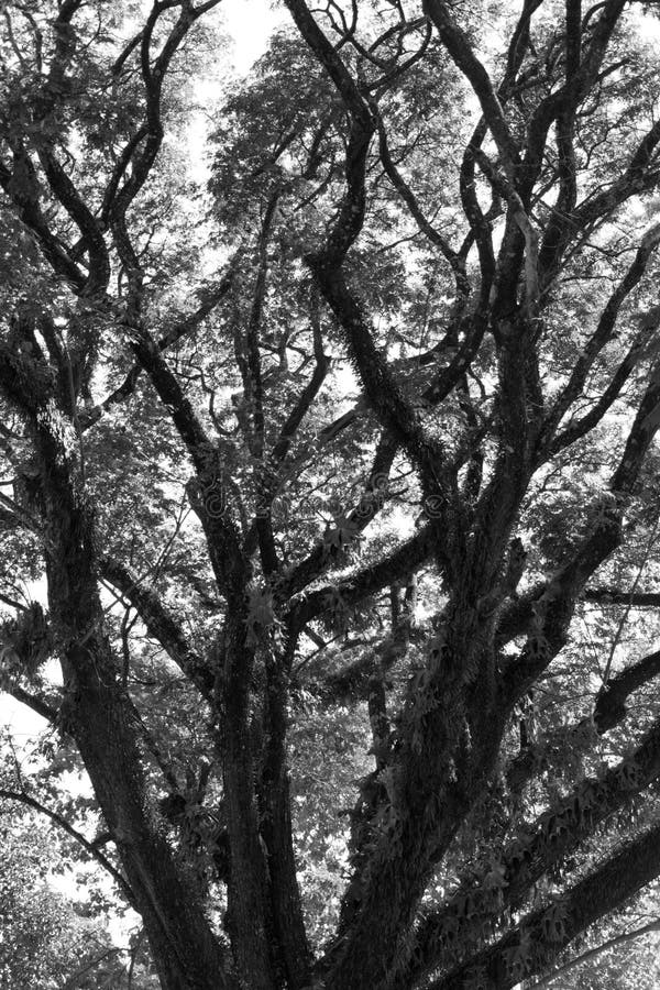 Красивое черно-белое старое дерево