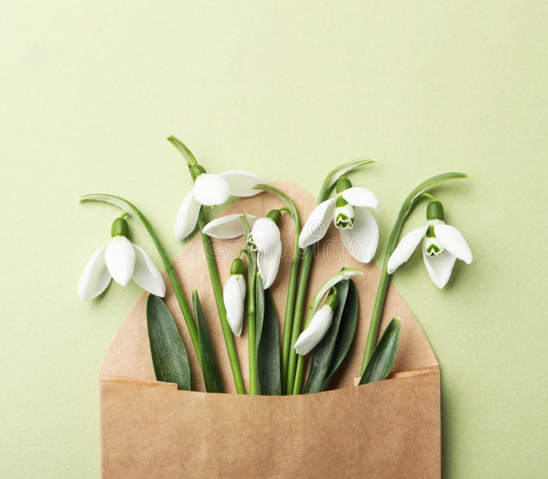 Красивые snowdrops в конверте на салатовом представлении сверху фона стоковое фото