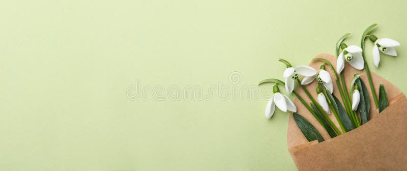 Красивые snowdrops в конверте на салатовом представлении сверху фона. Пространство для текста стоковое изображение