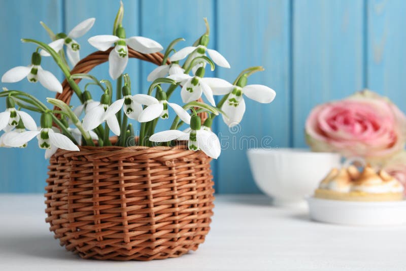 Красивые snowdrops в плетеной корзине на белом деревянном столе. Пространство для текста стоковые изображения rf