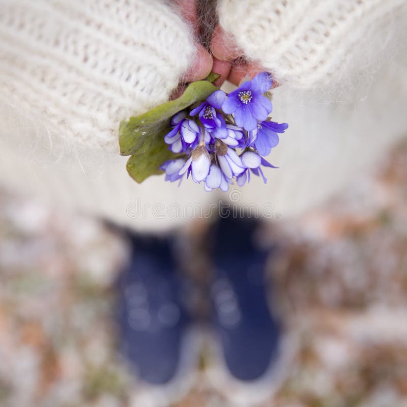Красивые snowdrops в руках молодой женщины в белом кардигане и голубых ботинках Первые цветки весны в лесе стоковые фотографии rf