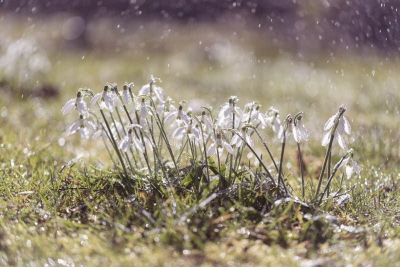 Красивые snowdrops в сверкная падениях нежного дождя стоковые изображения