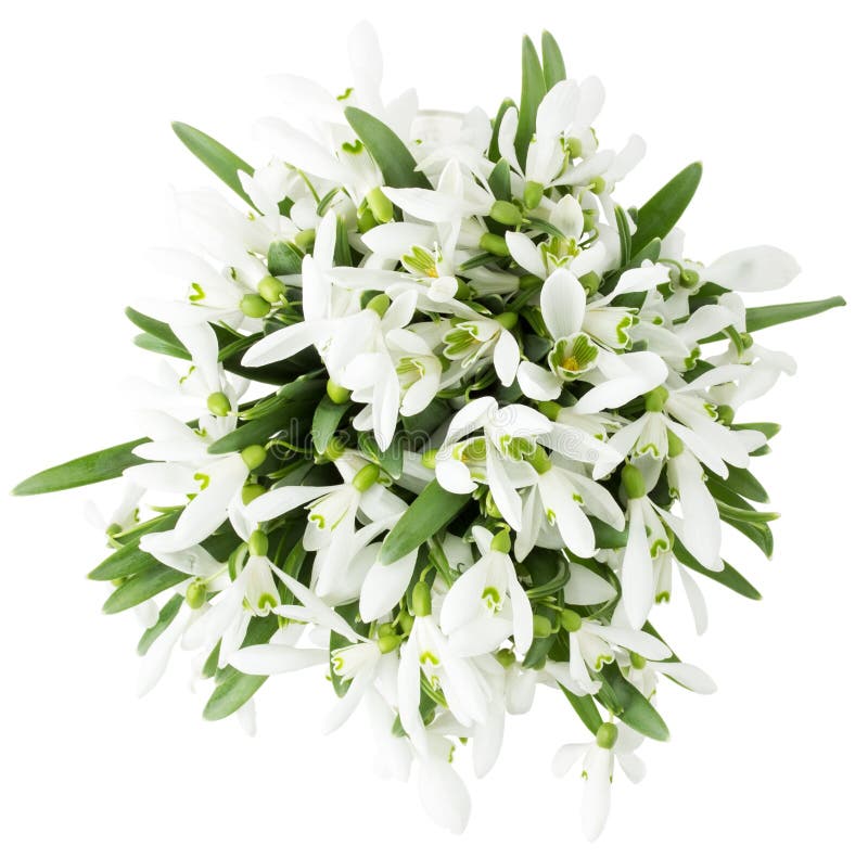Красивые snowdrops изолированные на белой предпосылке стоковая фотография