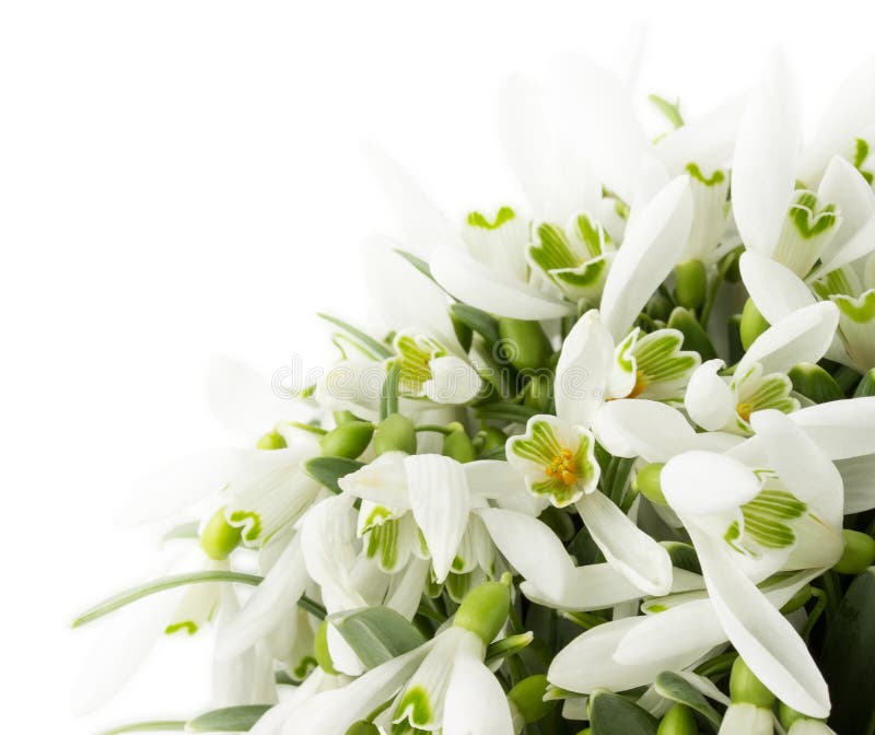 Красивые snowdrops изолированные на белой предпосылке стоковое изображение rf
