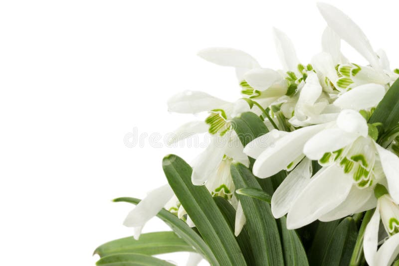 Красивые snowdrops изолированные на белой предпосылке стоковые изображения rf