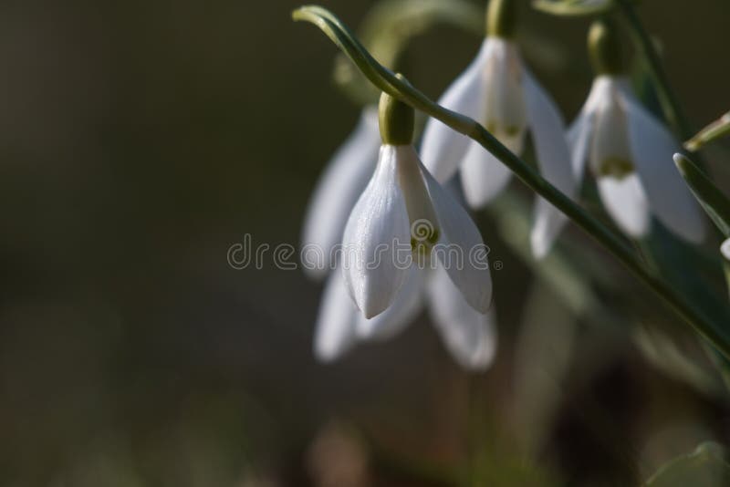 Красивые snowdrops к предыдущий весенний сезон стоковое фото