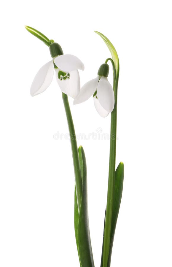 Красивые snowdrops на белом фоне. Весенние цветы стоковое изображение