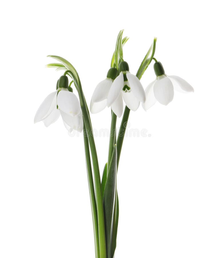 Красивые snowdrops на белом фоне. Весенние цветы стоковая фотография rf
