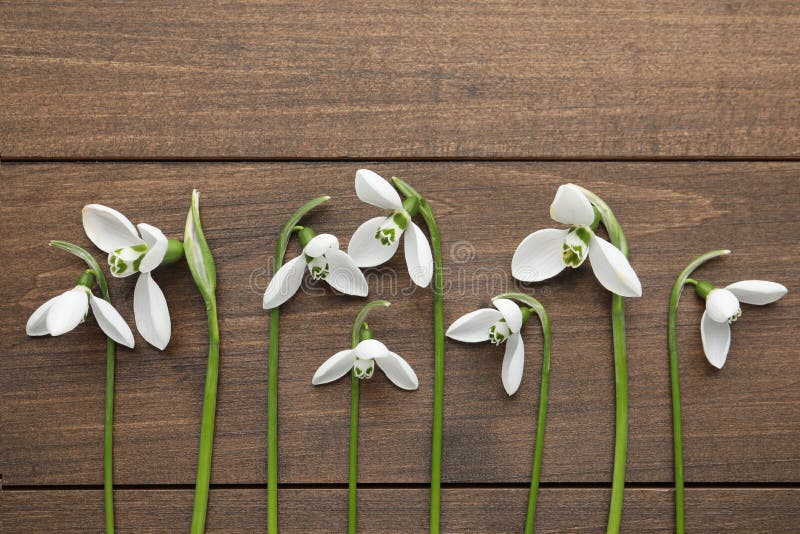 Красивые snowdrops на месте деревянного стола плоском стоковая фотография rf