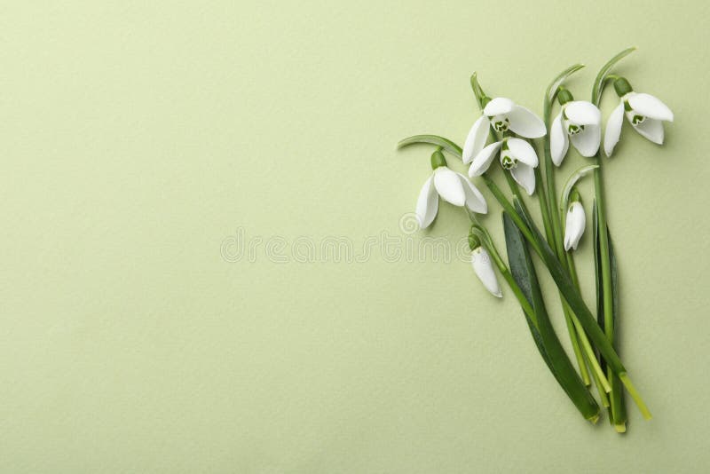 Красивые snowdrops на плоском салатовой фона. Пространство для текста стоковые изображения
