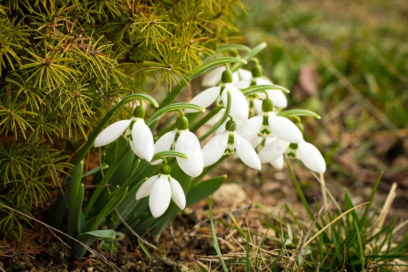 Красивые snowdrops растут с травой сперва скачут цветки стоковое фото rf