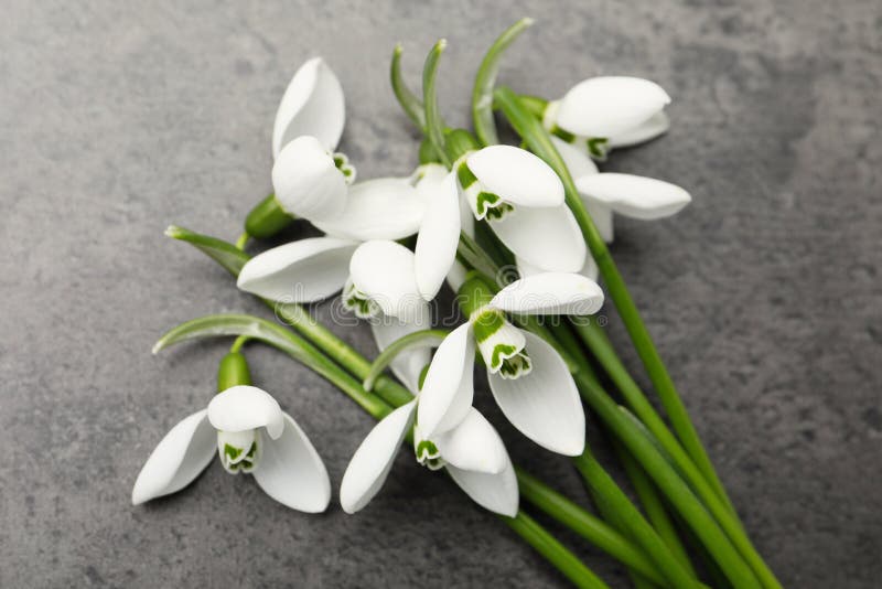 Красивые snowdrops серую таблицы. Весенние цветы стоковые изображения rf