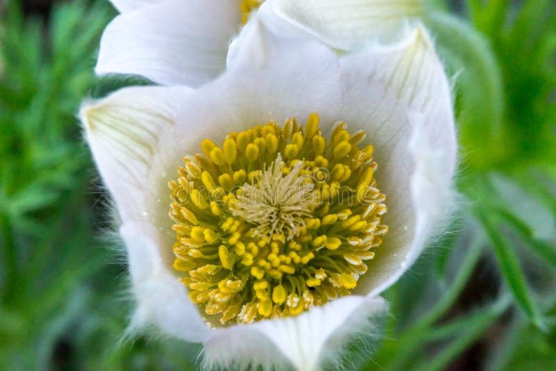 Красивые vernalis Pulsatilla - предыдущая весна стоковые фото Красивые vernalis Pulsatilla - предыдущая весна стоковые фото