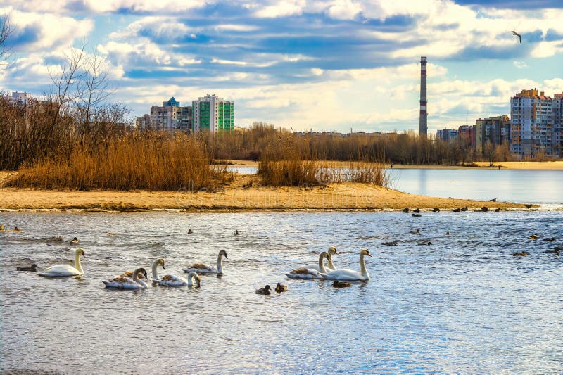 Красивые взрослые и молодые белые лебеди купаются в реке в весенний день стоковое фото
