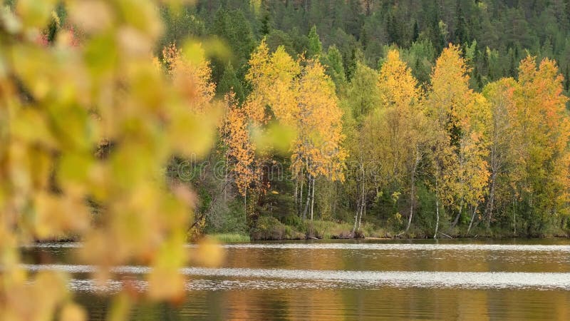 Красивые деревья березы осенью на берегу озера в Финляндии.