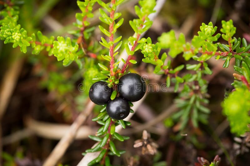 Красивые зрелые crowberries в лесе лета после дождя стоковое изображение