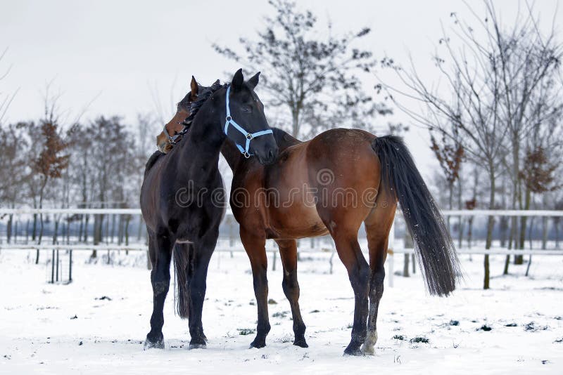 Красивые лошади гонок Hanoverian на снеге стоковые изображения Красивые лошади гонок Hanoverian на снеге стоковые изображения