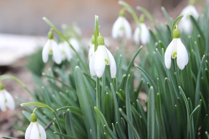 Красивые подснежники galanthus nivalis фон для открытки или поздравительной открытки стоковые изображения