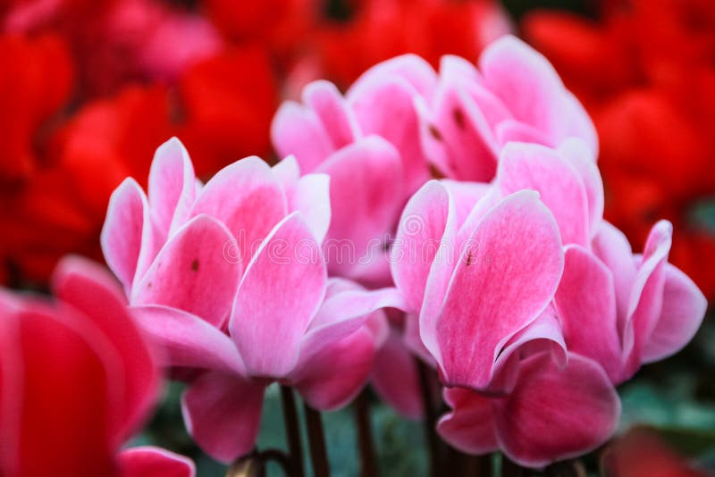 Красивые розовые и красные цветки cyclamen стоковая фотография rf Красивые розовые и красные цветки cyclamen стоковая фотография rf