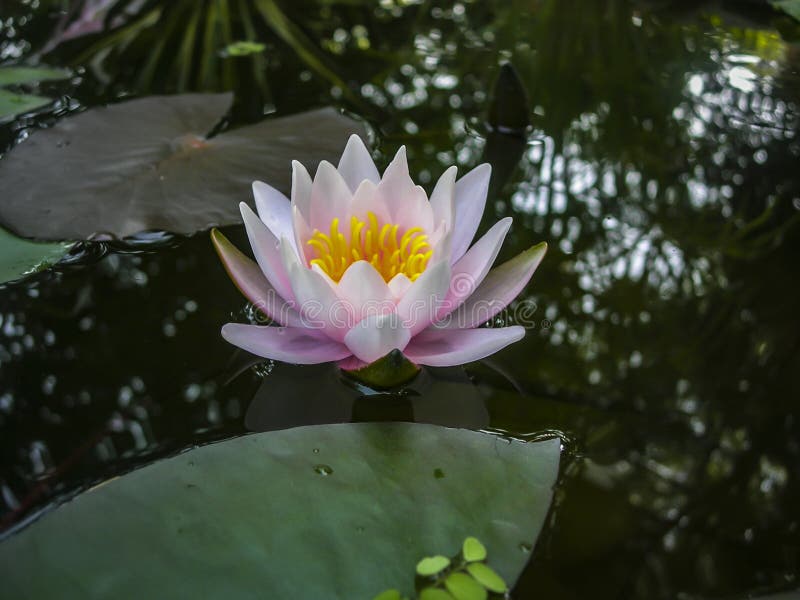 Красивые розовые лилия воды или цветок лотоса Marliacea Rosea в черной воде пруда стоковые фотографии rf Красивые розовые лилия воды или цветок лотоса Marliacea Rosea в черной воде пруда стоковые фотографии rf