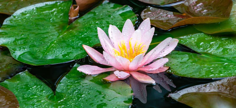 Красивые розовые лилия воды или цветок лотоса Marliacea Rosea после дождя на естественной предпосылке в старом пруде стоковое фото rf