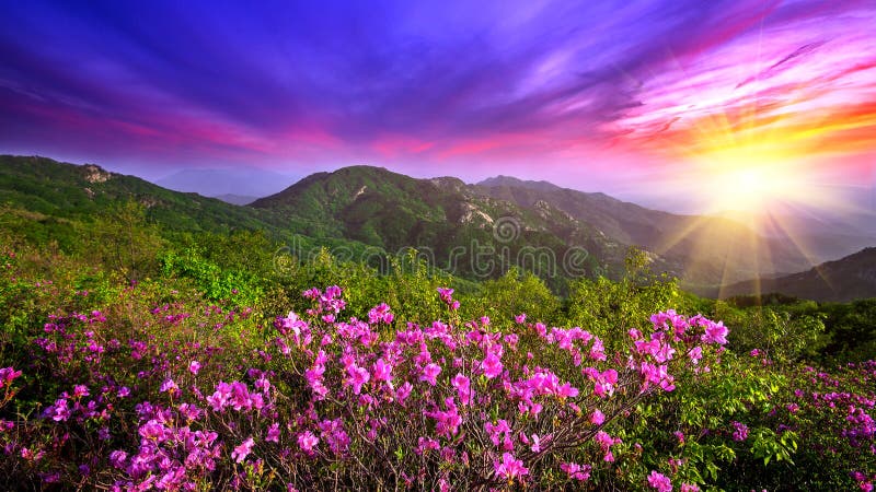 Красивые розовые цветки на горах на заходе солнца, горе Hwangmaesan в Корее