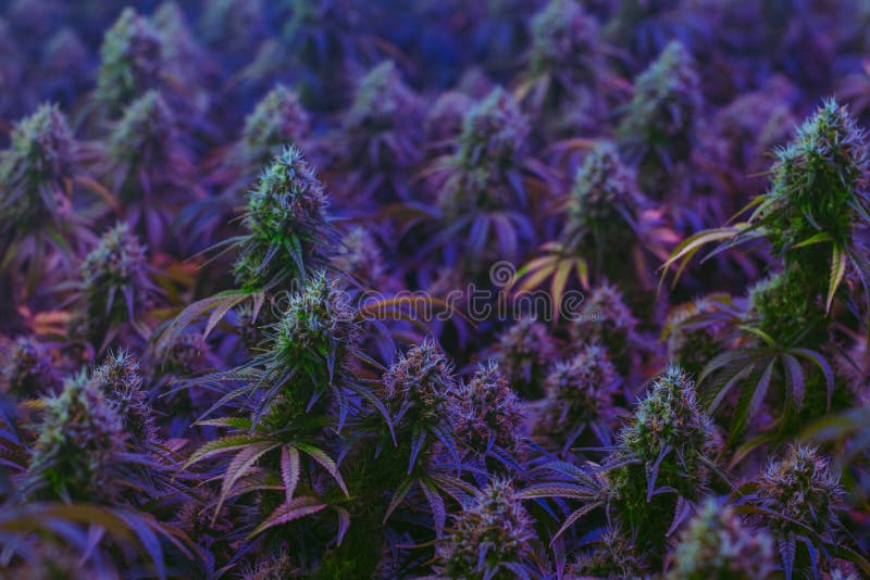 Красивые фотографии марихуаны теплица для одного куста марихуаны