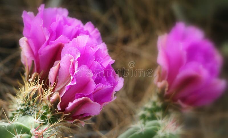 Красивые цветеня кактуса ежа Fuscia стоковая фотография rf Красивые цветеня кактуса ежа Fuscia стоковая фотография rf