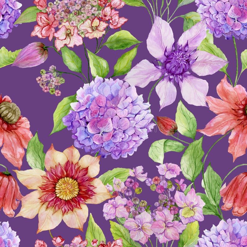 Красивые цветки clematis и гортензии с листьями зеленого цвета против фиолетовой предпосылки флористическая картина безшовная иллюстрация вектора Красивые цветки clematis и гортензии с листьями зеленого цвета против фиолетовой предпосылки флористическая картина безшовная иллюстрация вектора