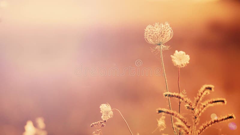 Красивые цветки в поле на предпосылке захода солнца Солнечный внешний яркий вечер