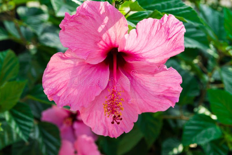 Beautiful delicate blooming pink hibiscus flower on bush, green leaves, sunlight, close up, texture, wallpaper. Beautiful delicate blooming pink hibiscus flower on bush, green leaves, sunlight, close up, texture, wallpaper