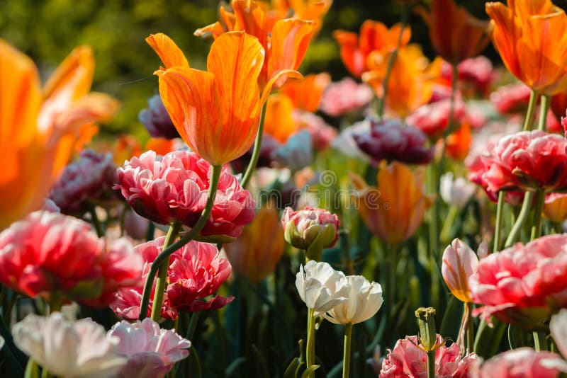 Красивый flowerbed вполне зацветая тюльпанов и пионов на садах Frederik Meijer в Гранд-Рапидсе Мичигане стоковые фотографии rf Красивый flowerbed вполне зацветая тюльпанов и пионов на садах Frederik Meijer в Гранд-Рапидсе Мичигане стоковые фотографии rf